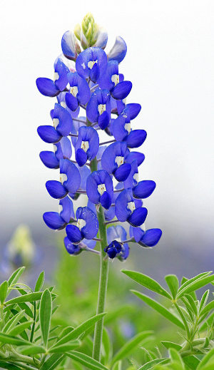 Photo of the Texas Bluebonnet flower