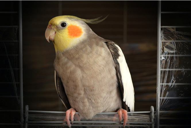 Image of bird